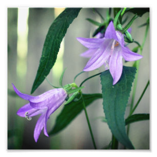Foto Flores de Lily Roxo Delicadas 8x8
