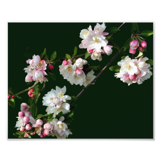 Foto Flores de Maçã Rosa e Branca 8x10 (Frente)
