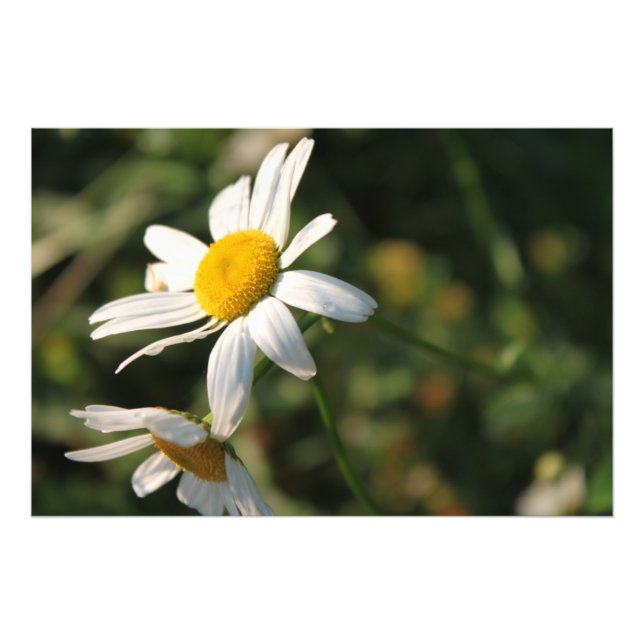 Foto Flores de Margarida Branca no Campo (Frente)