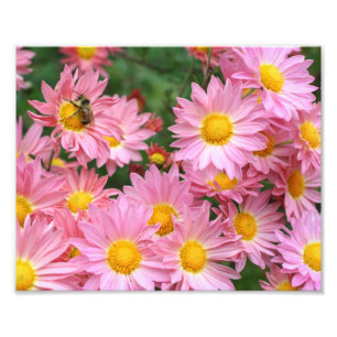 Foto Flores De Margarida Cor-De-Rosa E Abelhas De Bumbl