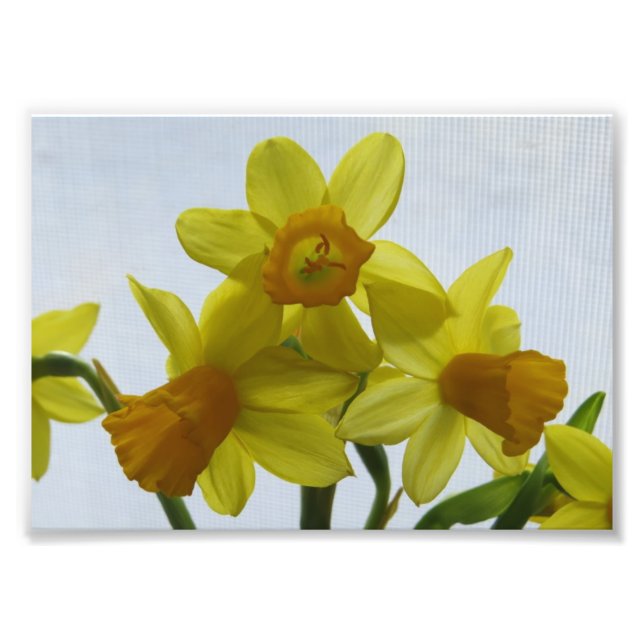 Foto Flores de Narciso Amarelo Ensolarado (Frente)