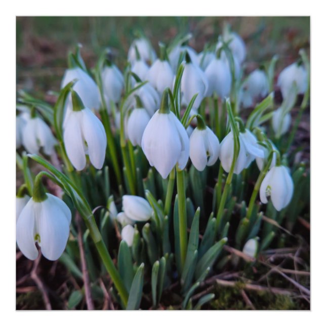 Foto Flores de neve  (Frente)