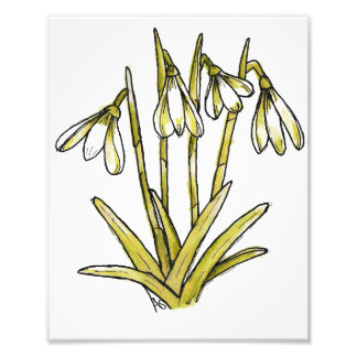 Foto Flores de Neve