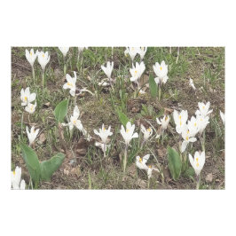 Foto Flores de Neve da Primavera Desabrocham em Edição