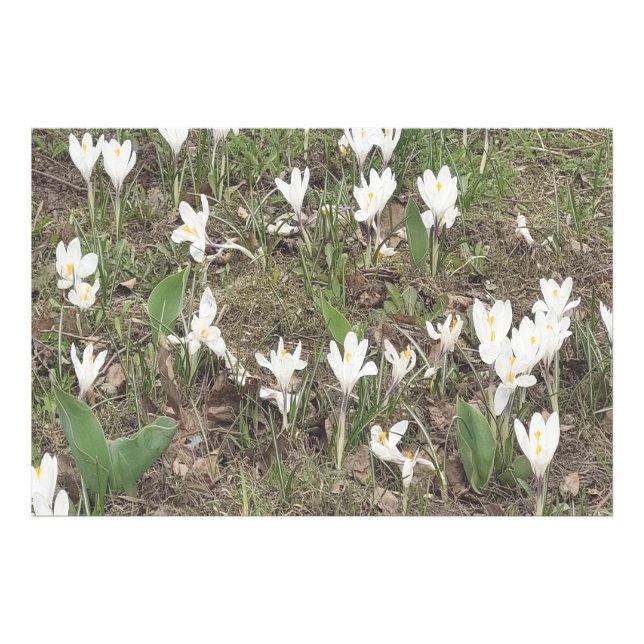 Foto Flores de Neve da Primavera Desabrocham em Edição  (Frente)