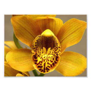 Foto Flores de Orquídeas Amarelas
