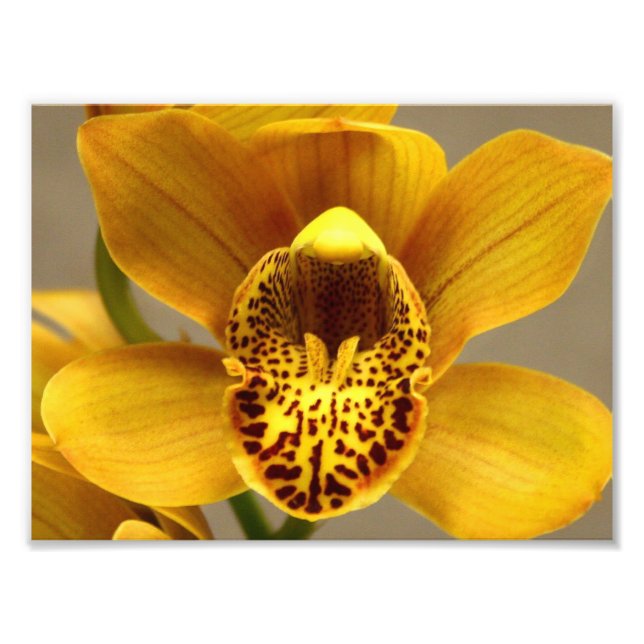 Foto Flores de Orquídeas Amarelas (Frente)