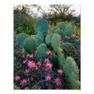 Foto Flores de Pão Rosa e Cactus De Pera