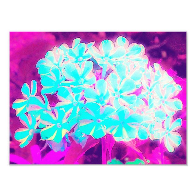 Foto Flores de Phlox Azuis-Peppermint Twist de Robin (Frente)