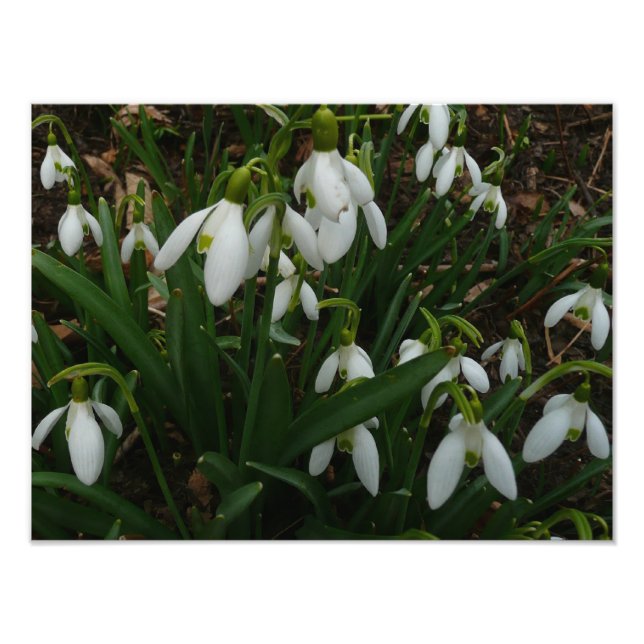 Foto Flores de primavera Brancas I (Galanthus) (Frente)