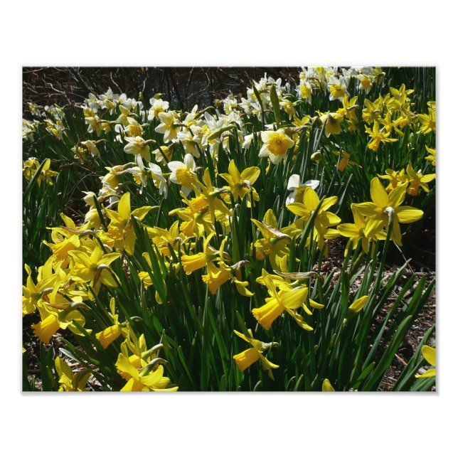 Foto Flores de primavera de Daffodils Amarelos e Branco (Frente)