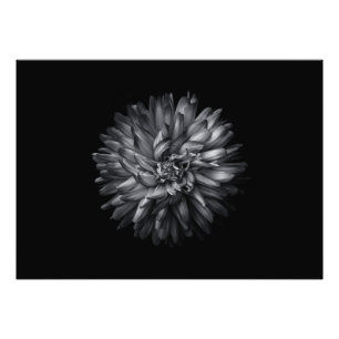 Foto Flores De Quintal A Preto E Branco 20