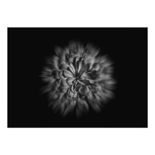 Foto Flores De Quintal A Preto E Branco 48 Fluxo