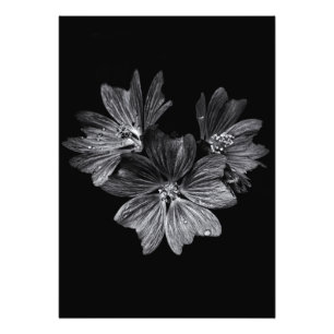 Foto Flores De Quintal A Preto E Branco N.O 11