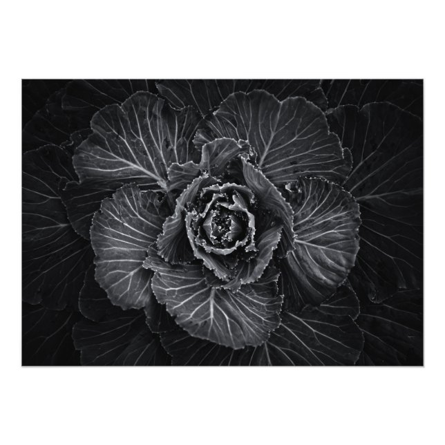 Foto Flores De Quintal A Preto E Branco No 108 (Frente)