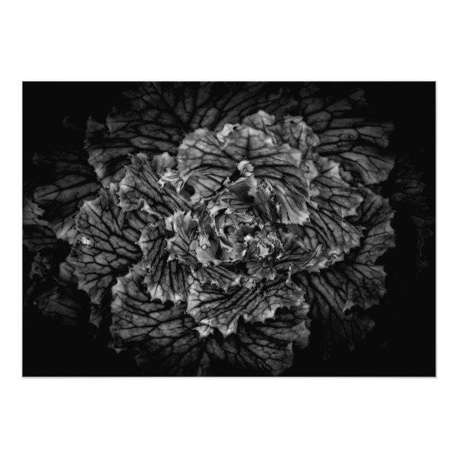 Foto Flores De Quintal A Preto E Branco No 42 (Frente)