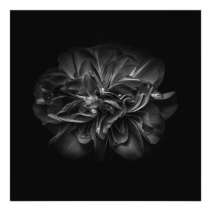 Foto Flores De Quintal A Preto E Branco No 67