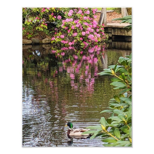 Foto Flores de Rododendro Rosa Reflexo na Água (Frente)