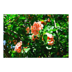 Foto Flores de Romã Enrugadas e Folhas Verdes
