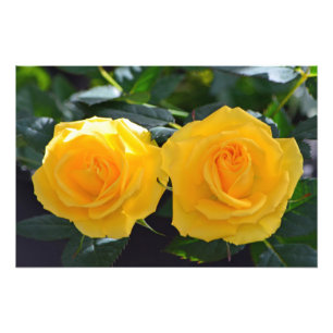 Foto flores de rosa amarelo duplo muito bonitas e fresc