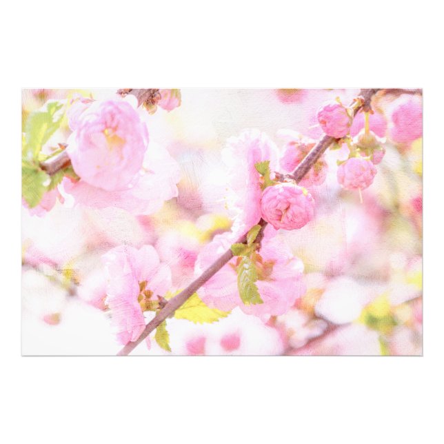 Foto Flores de sakura cor-de-rosa - flor de cereja japo (Frente)