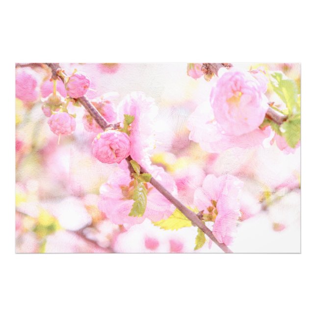 Foto Flores de sakura rosa - Flor de cerejeira japonesa (Frente)