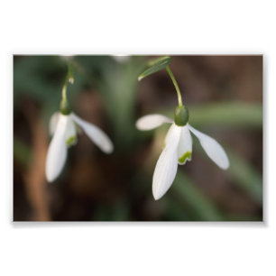 Foto Flores de Snowdrop