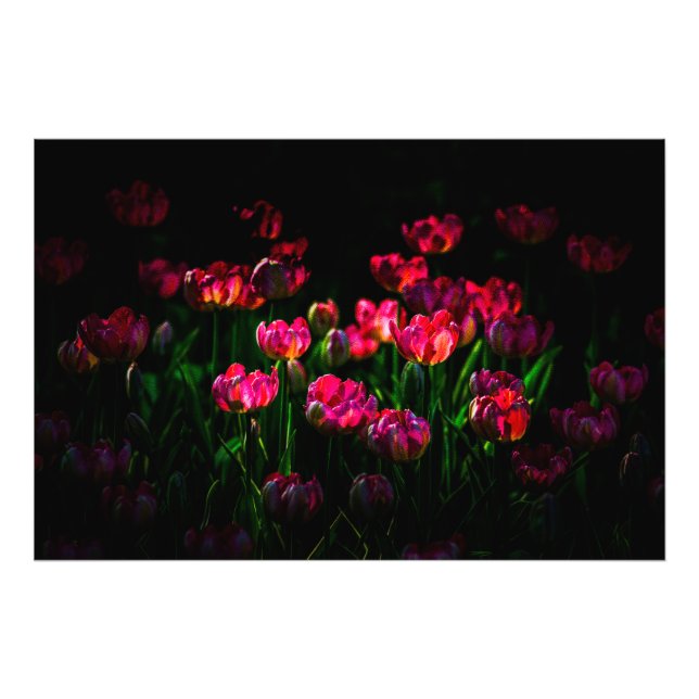 Foto Flores de tulipa cor-de-rosa (Frente)