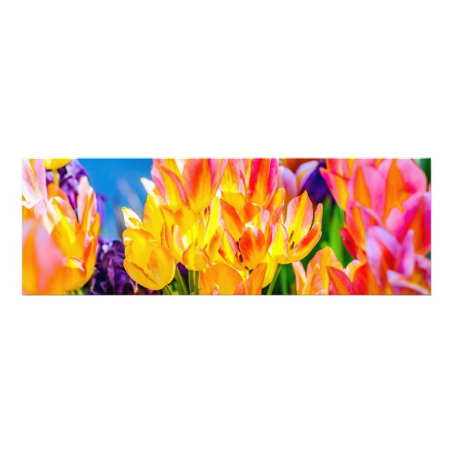 Foto Flores de Tulipa - Florescem (Frente)