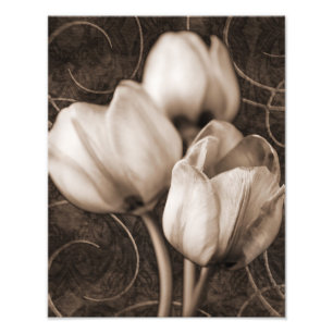 Foto Flores de Tulipas brancas Sepia Preto Fundo