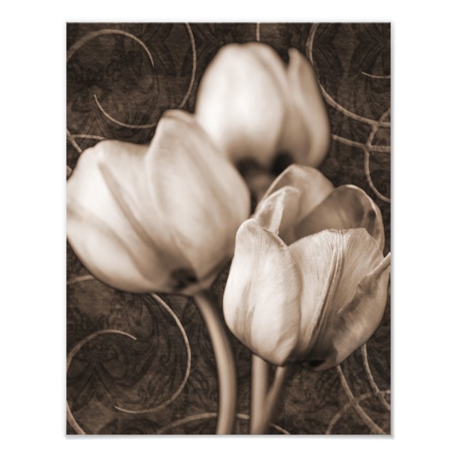 Foto Flores de Tulipas brancas Sepia Preto Fundo floral (Frente)