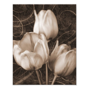 Foto Flores de Tulipas brancas Sepia Preto Fundo floral