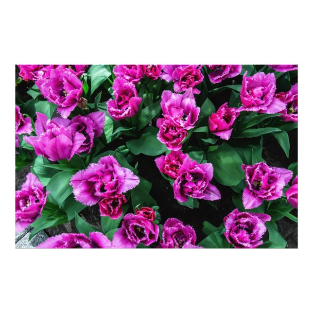 Foto Flores de tulipas rosa (Frente)