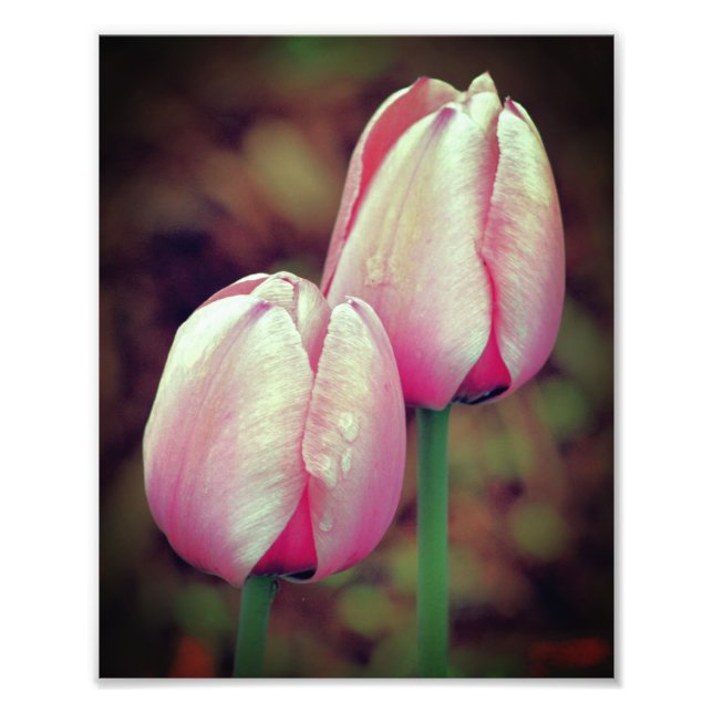 Foto Flores De Tulipas Rosa Com Gotas De Rainha 8x10 (Frente)