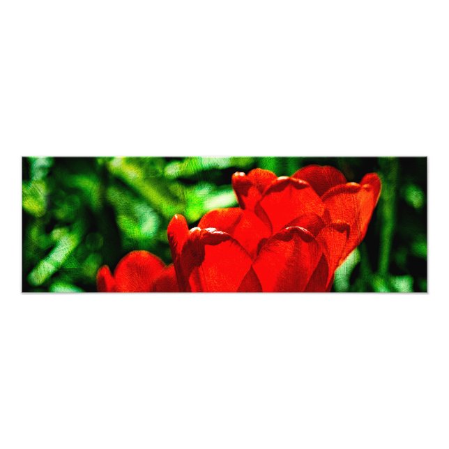 Foto Flores de tulipas vermelhas (Frente)