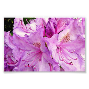 Foto Flores de Verão