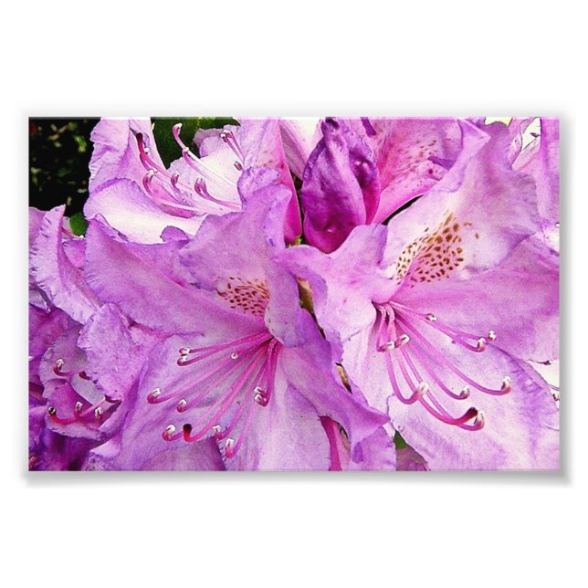 Foto Flores de Verão (Frente)