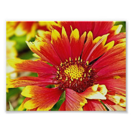 Foto Flores de verão vermelho e amarelo