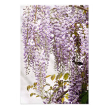 Flores de Wisteria 1
