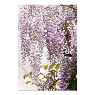 Foto Flores de Wisteria 1