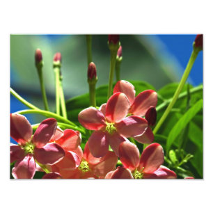 Foto Flores do Creeper de Rangoon