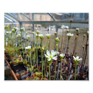 Foto Flores do Flytrap de Venus