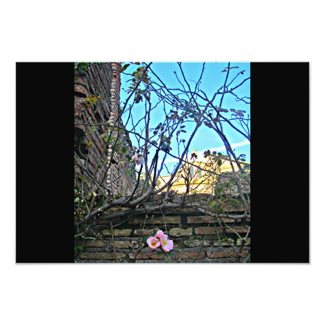 Foto Flores do Fórum Romano 2 (Frente)