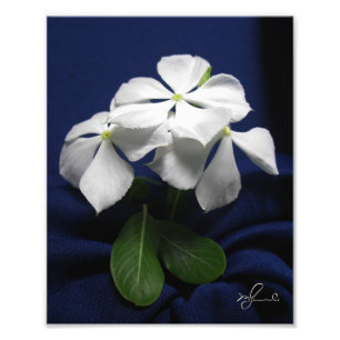Foto Flores do helicóptero