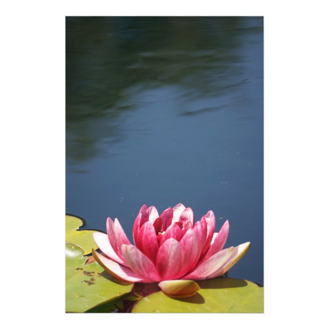 Foto Flores do Lago de Lírios (Frente)