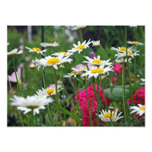 Foto Flores do mundo