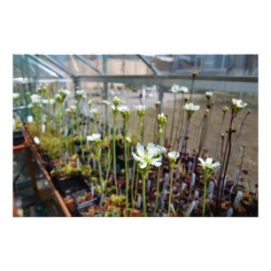 Foto Flores dos Flytraps de Venus