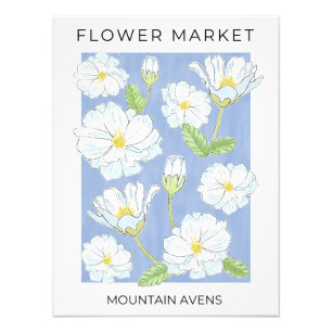 Foto Flores Flor de Montanha Alpina Branca Aven