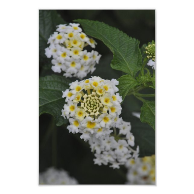 Foto Flores - Flores (Frente)