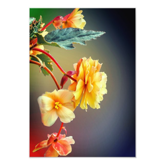 Foto Flores, Flores amarelas, Petais-63158 (Frente)